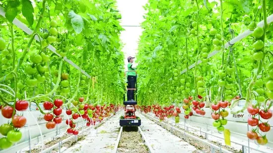 農業温室水耕栽培植物苗床潮汐成長システム植栽用多層システム